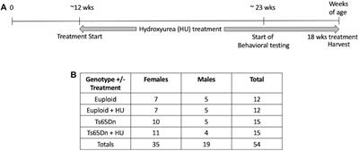 Hydroxyurea Improves Spatial Memory and Cognitive Plasticity in Mice and Has a Mild Effect on These Parameters in a Down Syndrome Mouse Model